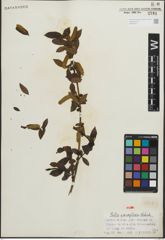 Foto von Salix paraplesia C. K. Schneid.
